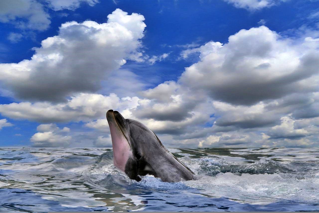 Bottlenose dolphin