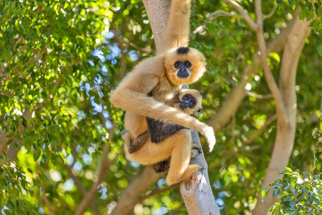Buff-cheeked Gibbon, Bioparc Fuengirola