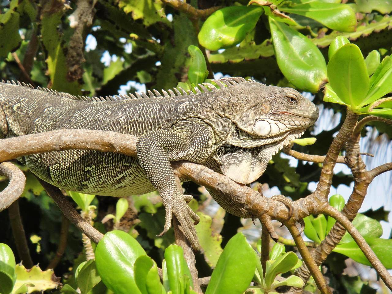 Iguana in Washington Slagbaai National Park
