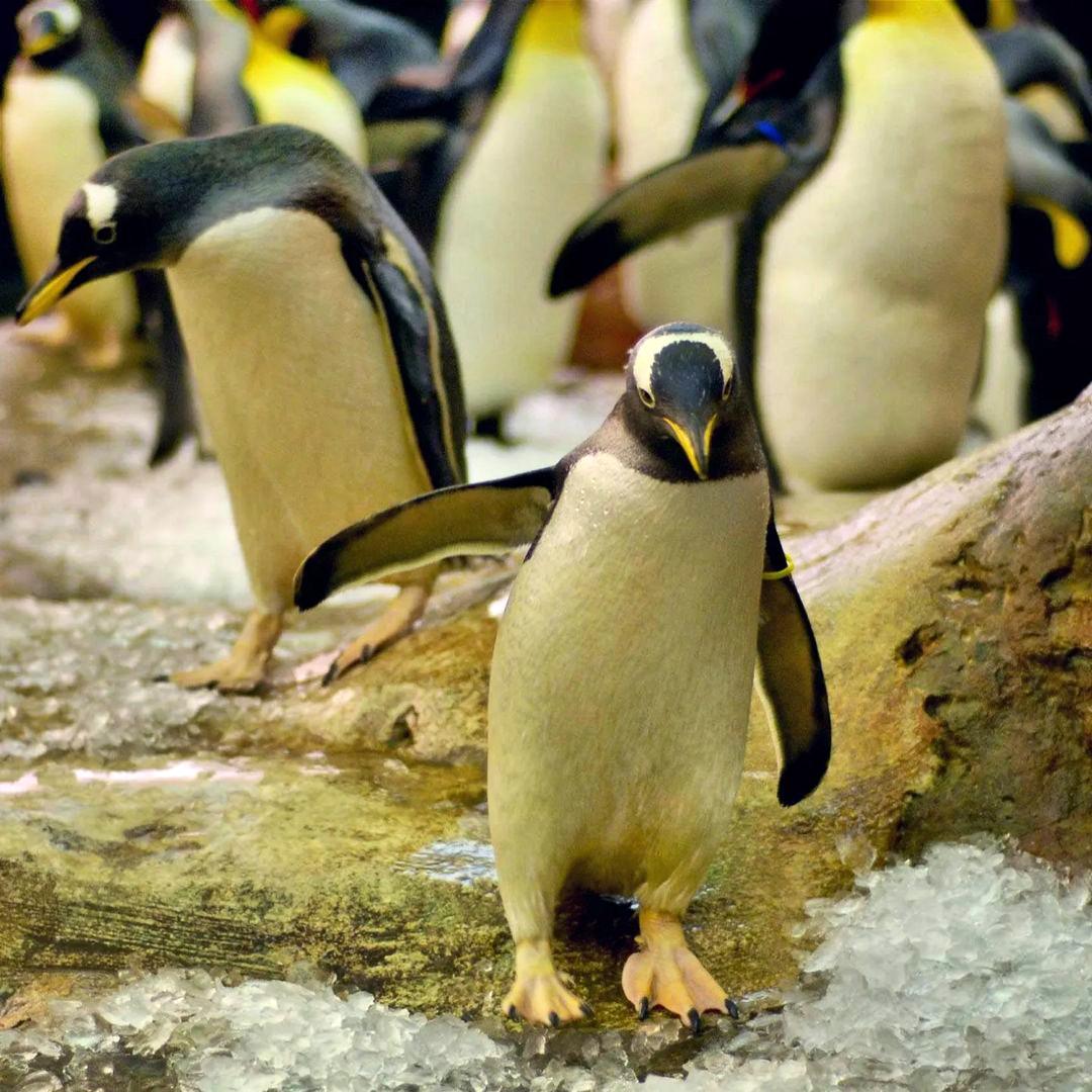 Penguins at Selwo Marina, Benalmadena